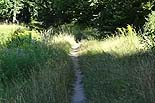Singletrail im Lusshardtwald